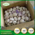 Sinofarm normal white Garlic Fresh Vegetables Sell to Albania export from Chinese supplier for wholesale price in bulk